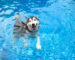 Quando o calor chega, a piscina se torna um refúgio refrescante para toda a família, incluindo nossos amados pets.
