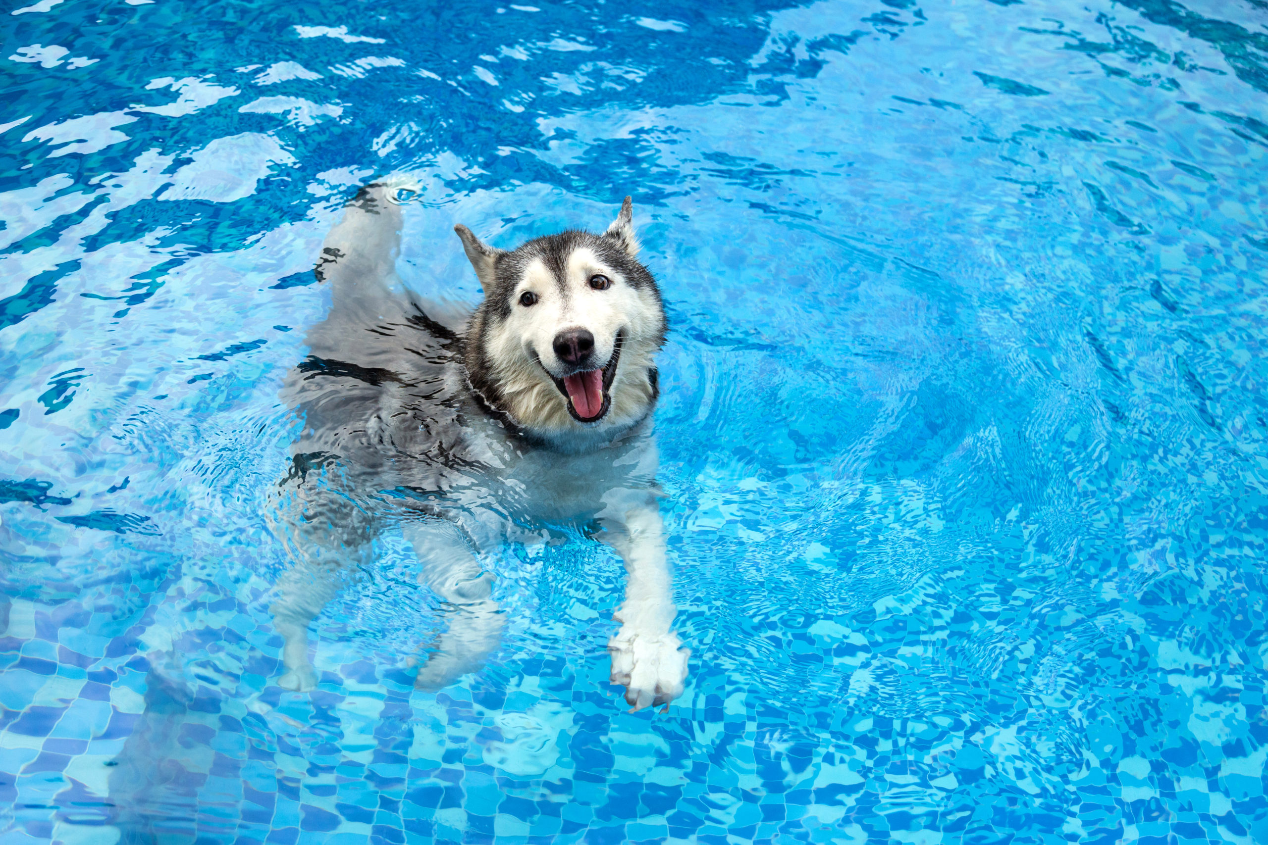 Quando o calor chega, a piscina se torna um refúgio refrescante para toda a família, incluindo nossos amados pets.