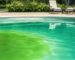 Close,Up,Of,Green,Pool,Water,Caused,By,Presence,Of